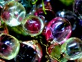 Glass Grapes
