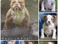 💥Cachorros Disponibles💥 Micro Bullies Full color Alta genetica Envios a todo el 🌏 ✈️ Info 3146627183 WhatsApp @bullymedellin @bullymedellin_jp