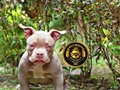 Macho Lilac Tri En busca de una amorosa 👪 @bullymedellin  @bullymedellincamp