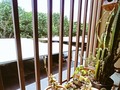 🌵🌳
