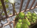 No sé los había enseñado, butttt mi cactus floreció 💞🥰😍
