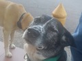 Las expresiones que tiene Uma cuando hay un perro desconocido a su alrededor me dan 10 años de vida 🤍