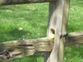 Egg on a Fence