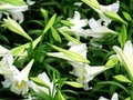 Easter Lilies I