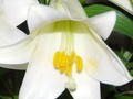 Easter Lilies IV