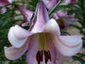 Easter Lilies V
