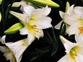 Easter Lilies VI