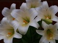 Easter Lilies VII