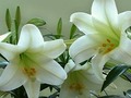 Easter Lilies VIII