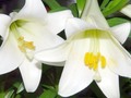 Easter Lilies IX