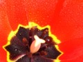 Tulips III