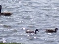 Goose and Ducks on Lake