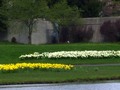 Daffodil Beds Cascades Park