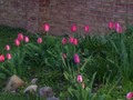 Pink Tulip 1