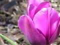 Pink Tulip 2