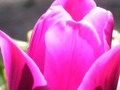 Pink Tulip 4