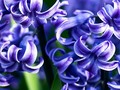 Grape Hyacinth Michigan 3
