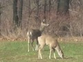 Twin Deer