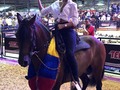 Nuestra representante a miss universo montando al gran @erosdelaleyenda 🐴🇨🇴. - - - #ccc #caballistascolombianos #caballocriollocolombiano #señori #missuniverso