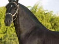 Malévolo de Villa tuti ( Aventurero del cortijo ❌ Malena (Duelo) ) Del Rancho el Álamo. @malevolo1104 . . . . . . . . .  #ccc #caballocriollocolombiano #caballistascolombianos #caballoscolombia #troteygalope