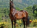 Emperador de la Mia 🐴 . . . . . . . . . #ccc #caballocriollocolombiano #caballistascolombianos #caballoscolombia #troteygalope