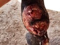 Doctor Carlos buenas tardes Dios le bendiga para mostrarle la evolución de un abronema en mano de una potranca tratamiento rodriguero pasado mes y 15 dias[15/1 8:06 p. m.] María de Santander: Dios le bendiga por los aportes que nos regala día a día para sacar adelante todos estos casos [15/1 8:29 p. m.] #CaballosaludCreeEnDios: Excelente [15/1 8:30 p. m.] #CaballosaludCreeEnDios: Gracias por tus palabras [15/1 8:39 p. m.] María de Santander: Doctor en estos momentos ya está asii [15/1 8:39 p. m.] #CaballosaludCreeEnDios: La imagen es borrosa [15/1 8:39 p. m.] #CaballosaludCreeEnDios: Tienes un video? [15/1 8:40 p. m.] María de Santander: Mañana le hago video y foto y le envio [15/1 8:40 p. m.] #CaballosaludCreeEnDios: Mil gracias [15/1 8:40 p. m.] María de Santander: Solo mil gracias por sus aportes Dios le bendiga. . . Dr. Carlos Federico Rodríguez Garantón. Médico Veterinario Especialista en Equinos. 33 años de experiencia Egresado de la Universidad Central de Venezuela.  Facultad de Ciencias Veterinarias 1987 en Maracay, estado Aragua, Venezuela. Colegio de Veterinarios del Distrito Federal #508 por 33 años. Consultor Internacional en Equinos. Ponente internacional, practicante equinos e investigador. Escritor en revistas internacionales de caballos.  Certified Farrier by the American Farriers Association  Certified Journeyman Farrier by the Brotherhood of working Farriers Association  International tester BWFA  Miembro del International Hall of Fame para AFJ en el Churchill Downs Museum, Louisville, Kentucky, EE. UU. año 1999    Presidente @Caballosalud Presidente de la Asociación de Médicos Veterinarios Practicantes en Equinos de Venezuela. Presidente de la Asociación de Herradores de Venezuela.  #CaballosaludCreeEnDios Amen . . ENLACES DE LAS REDES SOCIALES  @Caballosalud  1- Enlace de YouTube    2- Enlace de Twitter    3- Enlace de Facebook personal