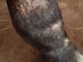 Doctor Carlos buenas tardes Dios le bendiga para mostrarle la evolución de un abronema en mano de una potranca tratamiento rodriguero pasado mes y 15 dias[15/1 8:06 p. m.] María de Santander: Dios le bendiga por los aportes que nos regala día a día para sacar adelante todos estos casos [15/1 8:29 p. m.] #CaballosaludCreeEnDios: Excelente [15/1 8:30 p. m.] #CaballosaludCreeEnDios: Gracias por tus palabras [15/1 8:39 p. m.] María de Santander: Doctor en estos momentos ya está asii [15/1 8:39 p. m.] #CaballosaludCreeEnDios: La imagen es borrosa [15/1 8:39 p. m.] #CaballosaludCreeEnDios: Tienes un video? [15/1 8:40 p. m.] María de Santander: Mañana le hago video y foto y le envio [15/1 8:40 p. m.] #CaballosaludCreeEnDios: Mil gracias [15/1 8:40 p. m.] María de Santander: Solo mil gracias por sus aportes Dios le bendiga. . . Dr. Carlos Federico Rodríguez Garantón. Médico Veterinario Especialista en Equinos. 33 años de experiencia Egresado de la Universidad Central de Venezuela.  Facultad de Ciencias Veterinarias 1987 en Maracay, estado Aragua, Venezuela. Colegio de Veterinarios del Distrito Federal #508 por 33 años. Consultor Internacional en Equinos. Ponente internacional, practicante equinos e investigador. Escritor en revistas internacionales de caballos.  Certified Farrier by the American Farriers Association  Certified Journeyman Farrier by the Brotherhood of working Farriers Association  International tester BWFA  Miembro del International Hall of Fame para AFJ en el Churchill Downs Museum, Louisville, Kentucky, EE. UU. año 1999    Presidente @Caballosalud Presidente de la Asociación de Médicos Veterinarios Practicantes en Equinos de Venezuela. Presidente de la Asociación de Herradores de Venezuela.  #CaballosaludCreeEnDios Amen . . ENLACES DE LAS REDES SOCIALES  @Caballosalud  1- Enlace de YouTube    2- Enlace de Twitter    3- Enlace de Facebook personal