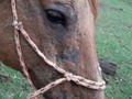 En épocas de entradas de lluvia  Lo normal es que las tierras se ponen húmedas  Charcos se forman en el ambiente  Los caballo se alimentan de los brotes De pasto que comienzan a salir El caballo se acuesta a descansar Otros se revuelcan y llenan de barro Y con esta situación llegan los hongos  Aquí un tratamiento efectivo  Para estas afecciones cutáneas  Muy comunes en todos los caballos Repartidos en el mundo entero  . . #TratamientoRodriguero  1- Ivermectina al 1% inyectable 6 ml intramuscular y 3 ml en 2 puntos diferentes del cuerpo.      2- lavar con shampoo de iodopovidona dejar secar por una hora y lavar. 40 días seguidos al ejemplar y a los aperos que usa.  Si es invierno puedes usar esta técnica en el video que funciona muy bien    3- Triamcinolona 10 ml intramuscular (Si es yegua preñada no aplicar esta inyección  4- Aplicar #AutoHemoterapiaCaballosalud cada 5 días.    #DermatologiaCaballosalud . #CaballosaludCreeEnDios amén  . Dr. Carlos Federico Rodríguez Garantón. Médico Veterinario Especialista en Equinos. 33 años de experiencia Egresado de la Universidad Central de Venezuela.  Facultad de Ciencias Veterinarias 1987 en Maracay, estado Aragua, Venezuela. Colegio de Veterinarios del Distrito Federal #508 por 33 años. Consultor Internacional en Equinos. Ponente internacional, practicante equinos e investigador. Escritor en revistas internacionales de caballos.  Certified Farrier by the American Farriers Association  Certified Journeyman Farrier by the Brotherhood of working Farriers Association  International tester BWFA  Miembro del International Hall of Fame para AFJ en el Churchill Downs Museum, Louisville, Kentucky, EE. UU. año 1999    Presidente @Caballosalud Presidente de la Asociación de Médicos Veterinarios Practicantes en Equinos de Venezuela. Presidente de la Asociación de Herradores de Venezuela.  #CaballosaludCreeEnDios Amen . .