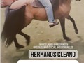Los caballos y mi vida. Pronto Saldrá al mercado. #CaballosaludCreeEnDios amén