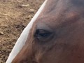 Consulta On Line  Baja California, México.   Dr. Carlos Federico Rodríguez Garantón @Caballosalud  Vía WhatsApp +584143227648  [22/6 6:18 p. m.] Irwin de México: Espero me pueda ayudar, habla Irwin. Tengo una yegua con problemas de tétanos  Tiene ocho días que lleva así Y hace 5 días me dijeron que le pusiera 60 ml de penicilina diarios  La yegua come y toma agua [22/6 6:35 p. m.] Caballosalud Dr. CFRG: video #1 Tétanos en el equino   Video #2   #Diagnos  Tétanos.  Video 1- protrusión cartílago clicnotante, signo patognomónico. Video 2- contractura generalizada de la musculatura estriada.  #TratamientoRodriguero    -Caso de Tetano en Colombia    - video tétanos México    - yegua en Catia La Mar   -Caballo con tétano en Colombia    #TratamientoRodriguero - Tapona los oídos ponlo en un lugar oscuro, no le hagas ruidos. - Penicilina Diestreptomicina y Flumetazona 10ml intramuscular cada 12 horas por 7 días - Antitoxina tetánica 10ml cada 12 horas intramuscular.  - 10 litros de Ringer lactato intravenoso ya! - 10ml de jugo de limón intravenoso cada 6 horas disueltos en 500ml de solución salina en la vena. - masajes en el cuello con crema de árnica  - tapa los ojos mientras haces todo esto que no vea lo que haces. - 1ml de Xilacina al 10% intramuscular cada 6 horas. - Dipirona Metamizol 20ml intravenoso cada 6 horas - mantener el contacto conmigo cada 12 horas para poder ayudarte de la mejor forma.  #TecnicaRodriguera #tetano #Equino #TetanoCaballosalud Allí tienes toda la información. Si no empiezas ya el tratamiento puedes ir abriendo el hueco donde la vas a enterrar.  #CaballosaludCreeEnDios amén 🙌 🙏