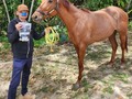 Mañana arranca mi yegua Electric Miracle criada en el @harasurama7c y quien su propietario decidió obsequiarmela y @clgiardinella me entregó con mucho amor hace ya unos 2 años. Tenía un diagnóstico realizado por los Veterinarios famosos por sus hazañas de EPM Mielo Encefalitis Equina. Yo feliz con mi yegua que sabía no tenía nada solo estaba desquiciada por el mal manejo de los caballericeros del Hipódromo. Uno de los capataces del Stud me dice cuando ya me la llevaba y mire que deja el posterior derechoyo feliz, les respondí a todos alto y claro, aquí en sus manos está enferma pero apenas cruce esa puerta ya no tendrá nada ya lo verán.  Yo me fui feliz con mi yegua a las manos de @freddypetit no tuvimos suerte pero si cambió por completo su conducta. Luego regreso a @clgiardinella y ganó con varias figuraciones. Gracias a al @haraslosamanes saldrá un producto que Carlos Silva mi amigo de 35 años escogerá su cruce saldrá un. Campeón o campeona. Luego de preñada regresará a Izcaragua si Dios quiere todo sale bien. Gracias Carlos Silva por este maravilloso obsequio que no se si merezco o no. Es un regalo de Dios y Mi amigo. #CaballosaludCreeEnDios amén 🙌   Desde hoy nos sumamos al reto + probio+ vida gracias a laboratorio Bioblas   @laboratoriobioblas  Laboratoriobioblas@gmail.com  Número telefónico M.V Juan Carlos Méndez  Vet Bioblas: +584146434935