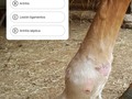 Proceso de repaso educativo dedicado aquellos que deseen seguir aprendiendo cobre Medicina Veterinario en equinos.  La respuesta correcta se resaltará de color verde al tocarla. Sí fallas no importa solo insiste en aprender el diagnostico correcto de las diferentes lesiones.  Dr. Carlos federico Rodriguez Garantía #caballosaludcreeendios amén 🙌