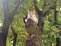 ¿Se puede querer tanto a una mascota?  Desde mi experiencia mi respuesta es que Si, son puro amor y sincero.  Mas que un post es un recuerdo que quiero conservar de ti compañero 🤍  Gracias por toda la alegría y cariño que nos diste, por la compañía en extensas horas de trabajo y en los malos ratos. Extrañare más que nada esa buena energía que dabas cuando regresaba a casa.  Frustración total por la manera que te fuiste tan rápido, pero de corazón espero que la justicia divina sea real…  Hasta pronto compañero te llevo siempre en mi ♥️ #apolo