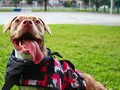#nationalpuppyday🤩i love u more everyday NYAH ❤ @cesarsway ☻ #dogislove #pitbull