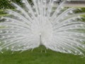 A white peacock