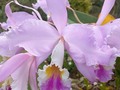 Los Andes tropicales poseen la mayor diversidad de orquídeas a nivel mundial y en Colombia esta se concentra en la región andina, siendo Antioquia el primer departamento con mayor riqueza de especies, seguido por Cundinamarca con 940 registradas en su territorio (100 de las cuales son endémicas)