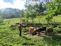 Acá mirando el ganado 🐄