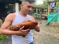 Las dos gallinas 🐓
