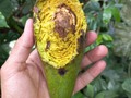 La naturaleza 🥑 fue comida de las aves