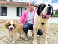 MIS DOS BEBES.🐶❤️#dog #sanbernardo @tierradegigantes_sanbernardos