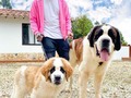 MIS DOS BEBES.🐶❤️#dog #sanbernardo @tierradegigantes_sanbernardos