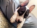 Hoy es el primer día de cuarentena para nosotros y Camila ya tiene esta cara. . . .  Yo les recomiendo podcast y web shows Cuéntame la vaina DeAToque  Trapitos del viaje  El mundo y el país El show de George Harris Nos reiremos de esto Entregrados El súper increíble podcast de nanutria 😉😬
