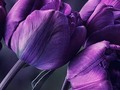 💜💜💜