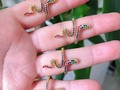 🐍Mass y mass💖🌹🥰🥰 anillos ajustables 😍🐍✨💍 . . #amor #anillos #love #anillo #ajustable #amor #acero #arte #accesorios #acero #candongas #cadena #manillas #hechoconamor #accesorio