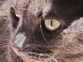 Cat Close Up