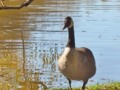 Canada Goose II