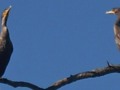 Cormorants