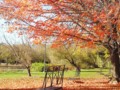 Autumn Along The Avon