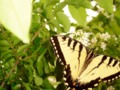 Tiger Swallowtail ~ yellow (Papilio glaucus)