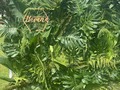 Bienvenido a la Havana 🍹 #backdrop #green #naturelovers #eventos #escribenosya📲